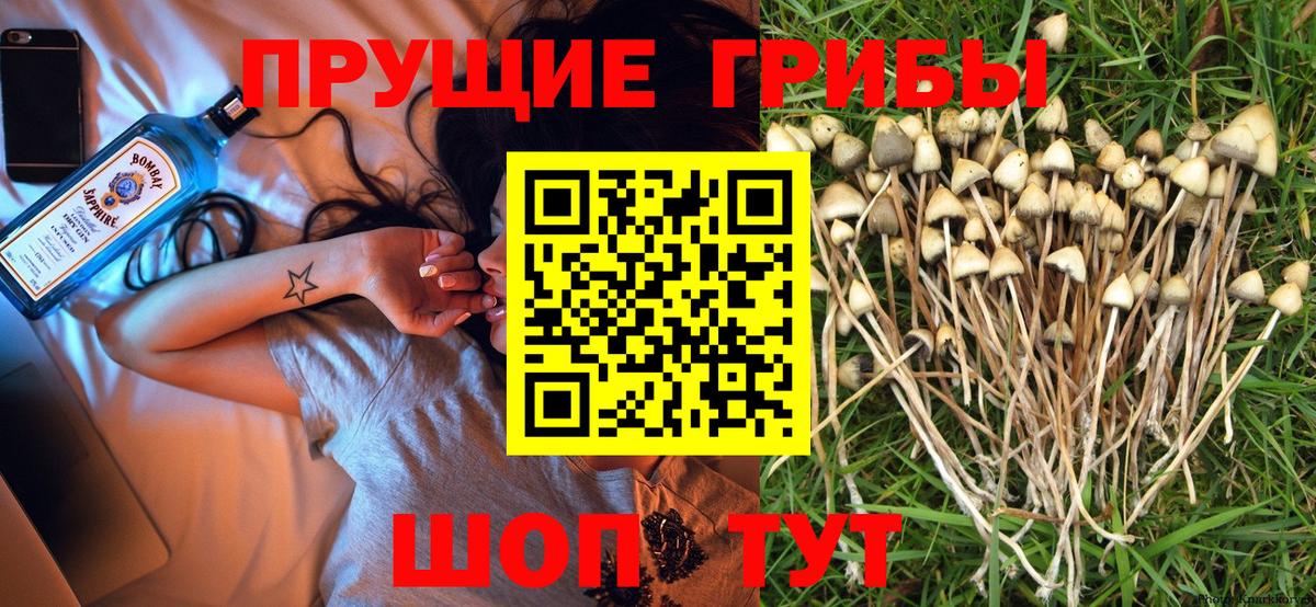 Сызрань  Галлюциногенные грибы Psilocybine cubensis  Вход с VPN 